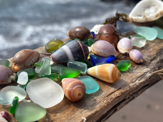 Atlantik Kauri Muschel als filigraner Halsschmuck.