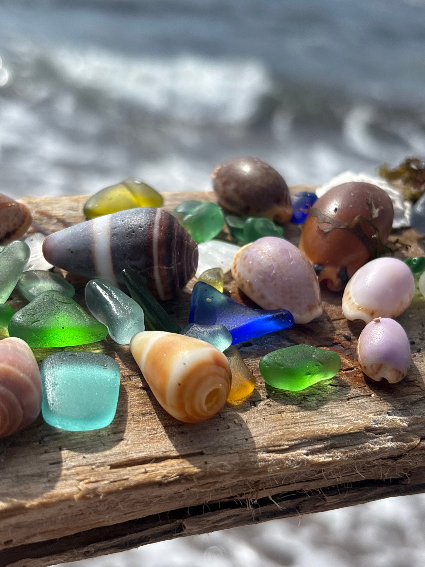 Atlantik Kauri Muschel als filigraner Halsschmuck.