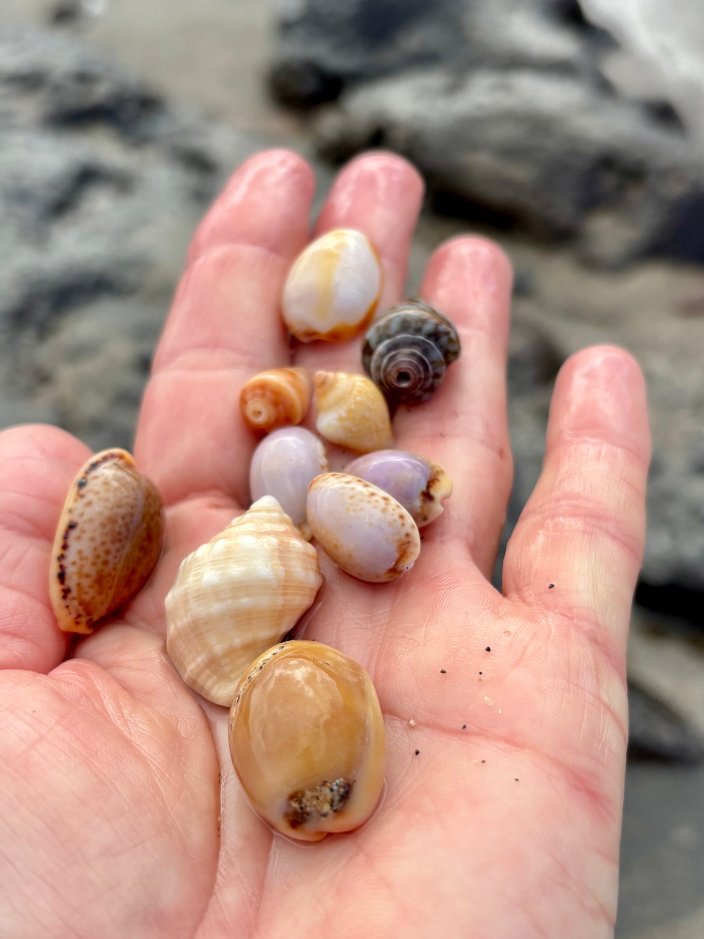 Blue Atlantic Shell