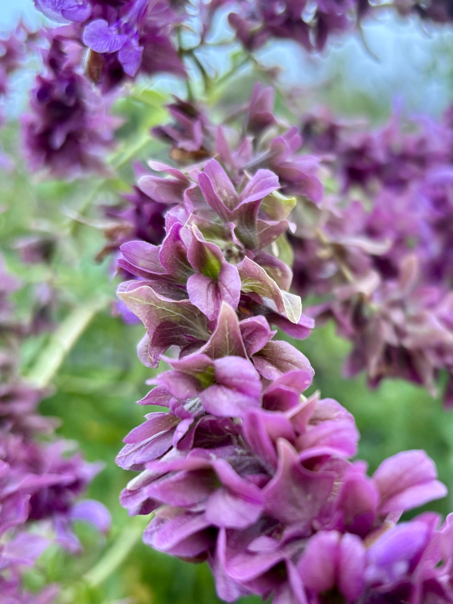 Amapola Violeta