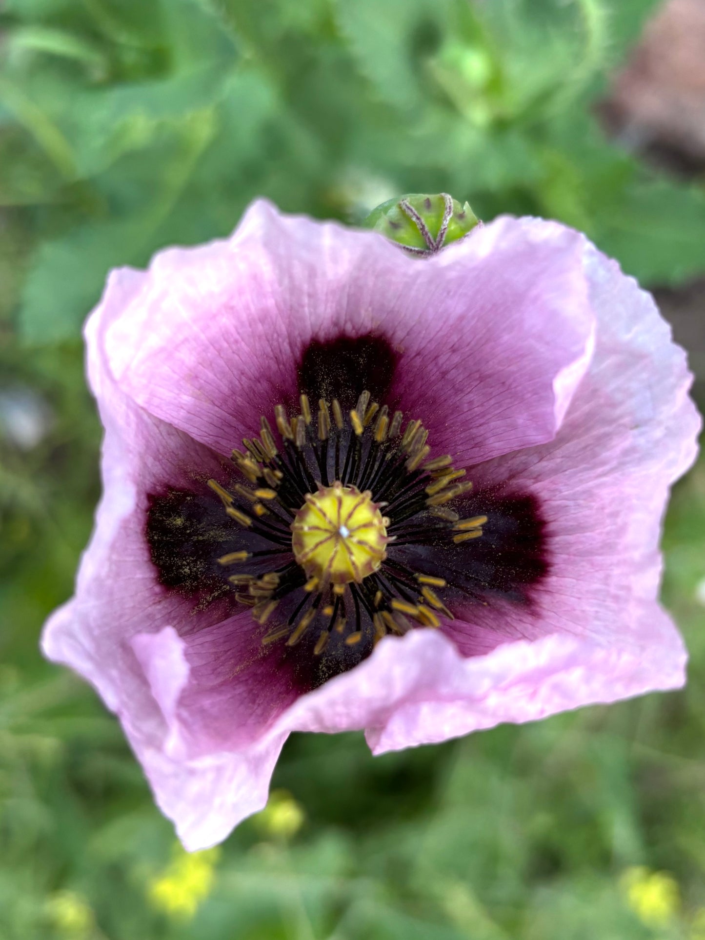 Amapola Violeta