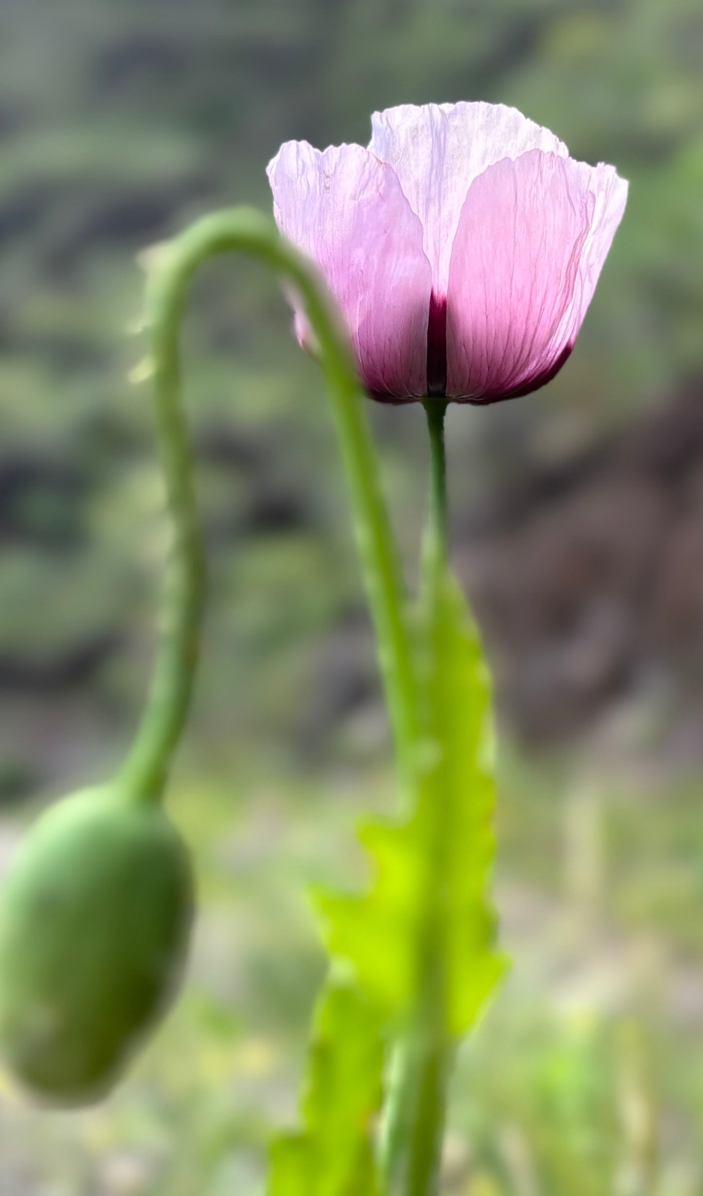 Amapola Violeta