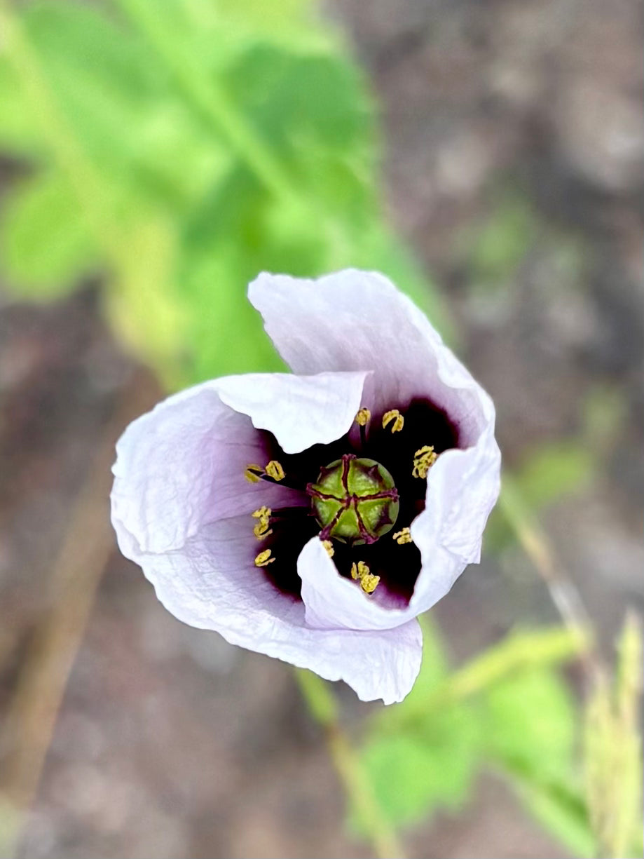Amapola Violeta