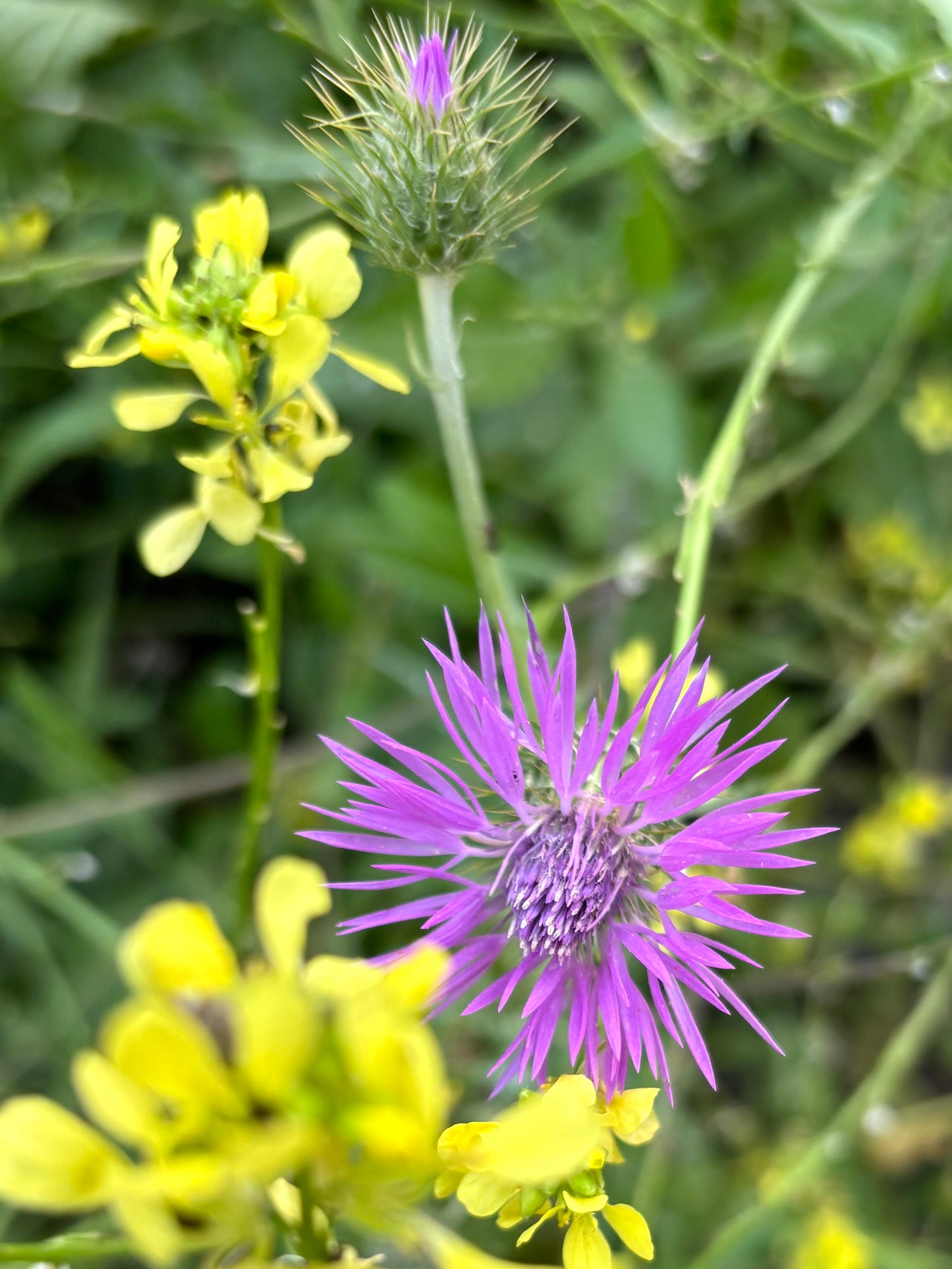 Amapola Violeta