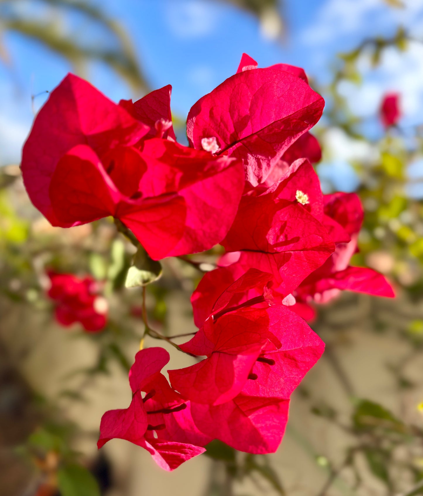 Jardín De Colores - Inspiriert von unserer wunderschönen Natur, nach starken und seltenen Regenfällen in Mogán. Farben, Blumen, Düfte, Grün, Bienchen, eine Hülle von Eindrücken für ein solch ausdrucksstarkes Accessoire.